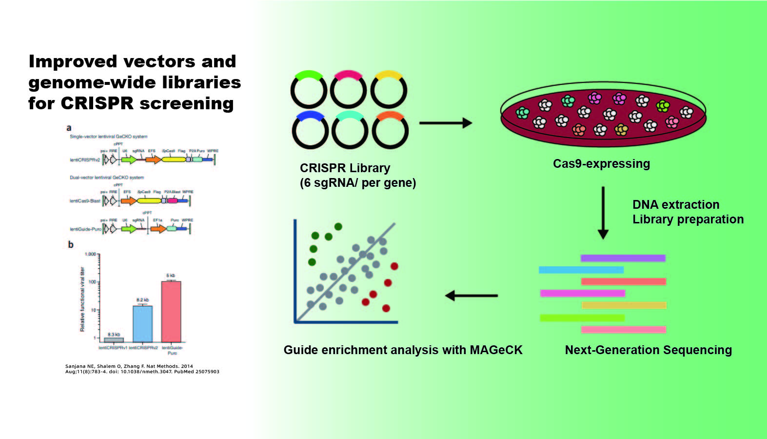 Human GeCKO v2 CRISPR 筛选相关示意图