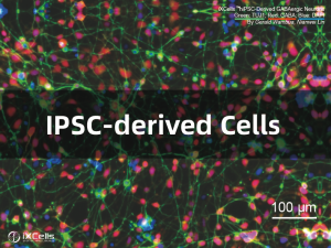 iPSC及分化细胞